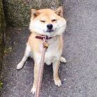 狗垫汪汪